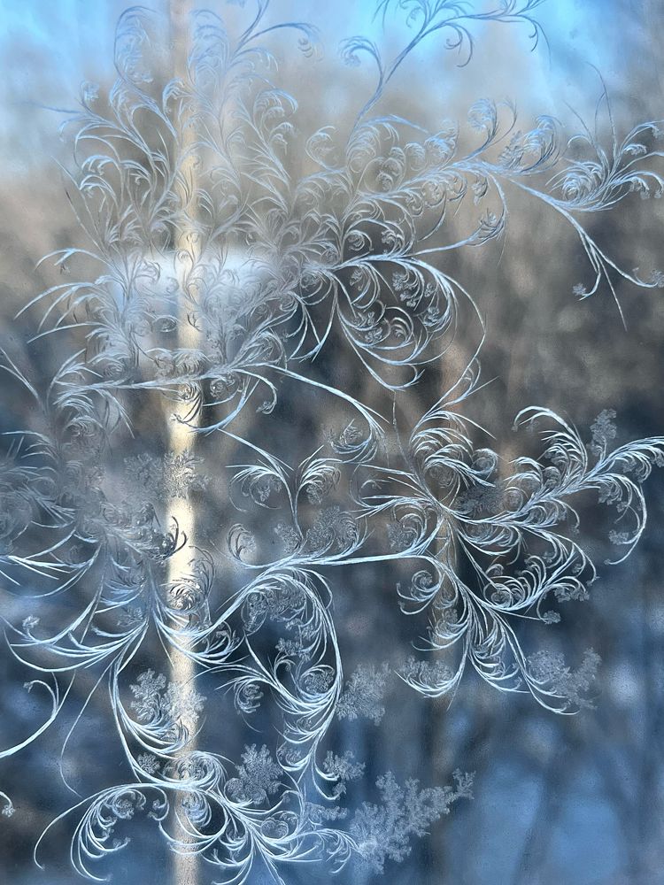 Морозное ветвистое дерево