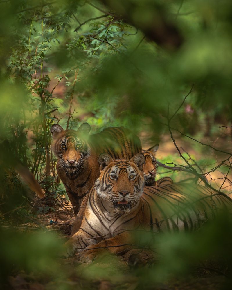 Photograph by Abhaya Shukla