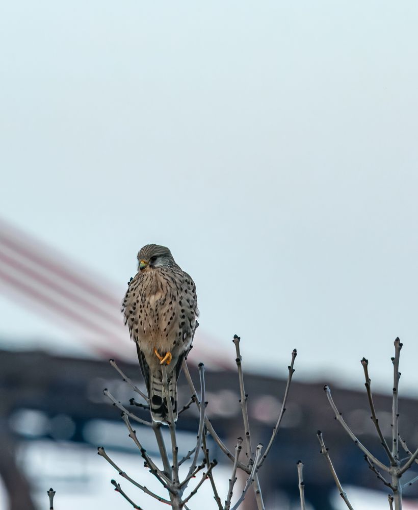 Photograph by Nicole Maria Oestreich