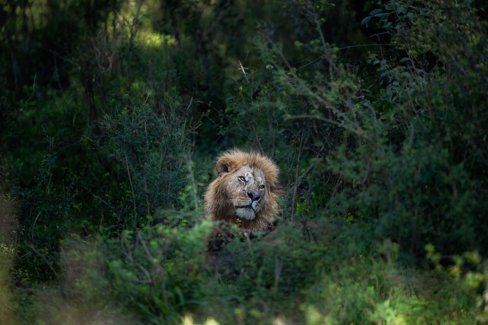 Фотография автора Sunny Saha Pramanick