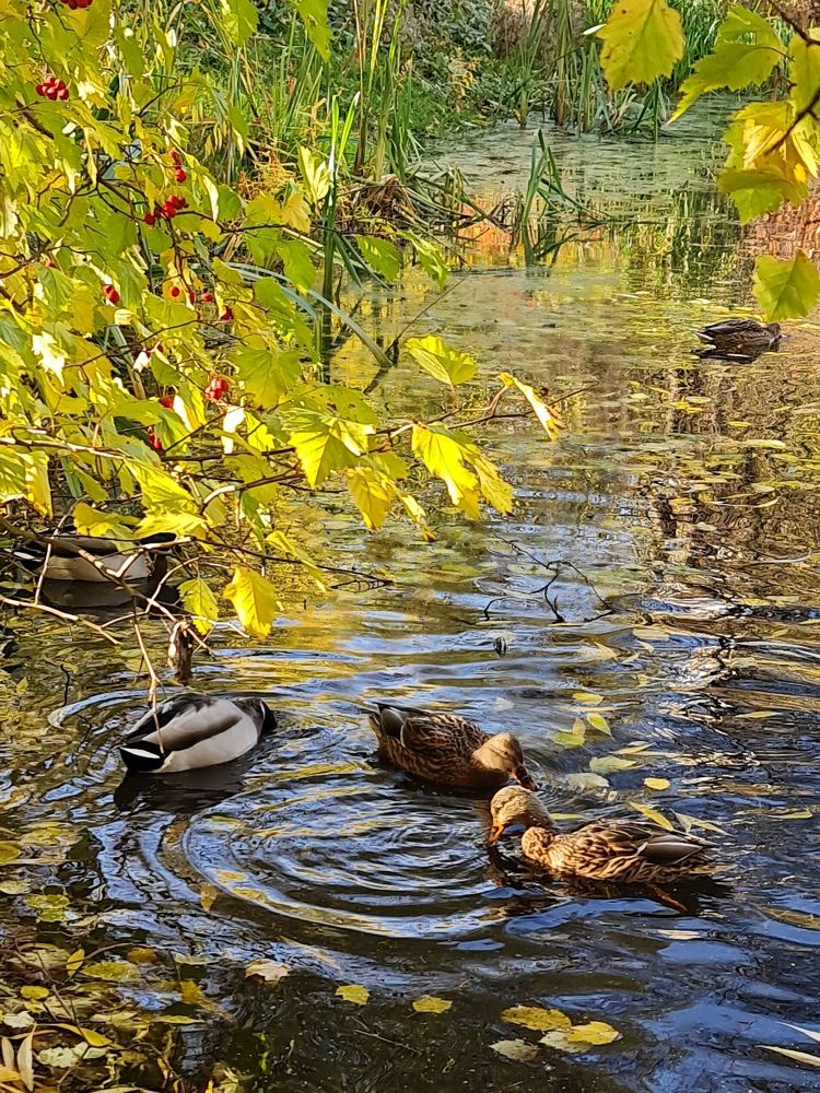 Уточки Аптекарского огорода