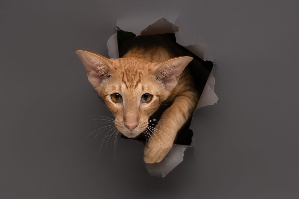 Фотография автора Валерия Капитонова