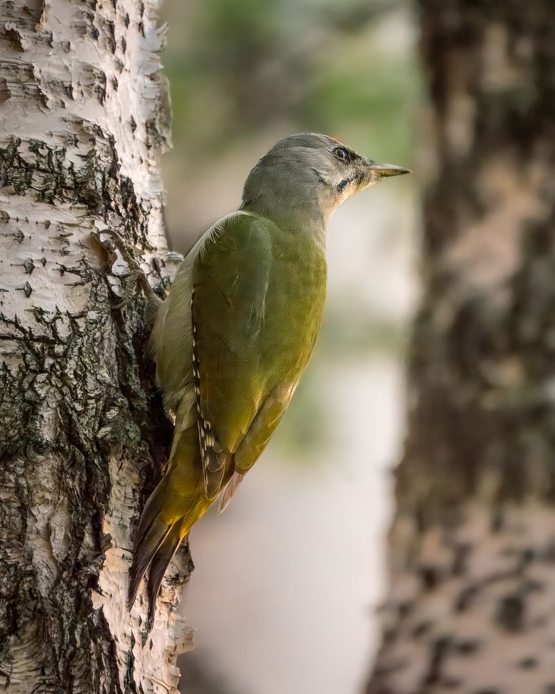 Разнообразие дятлов Сибири. The diversity of woodpeckers in Siberia.