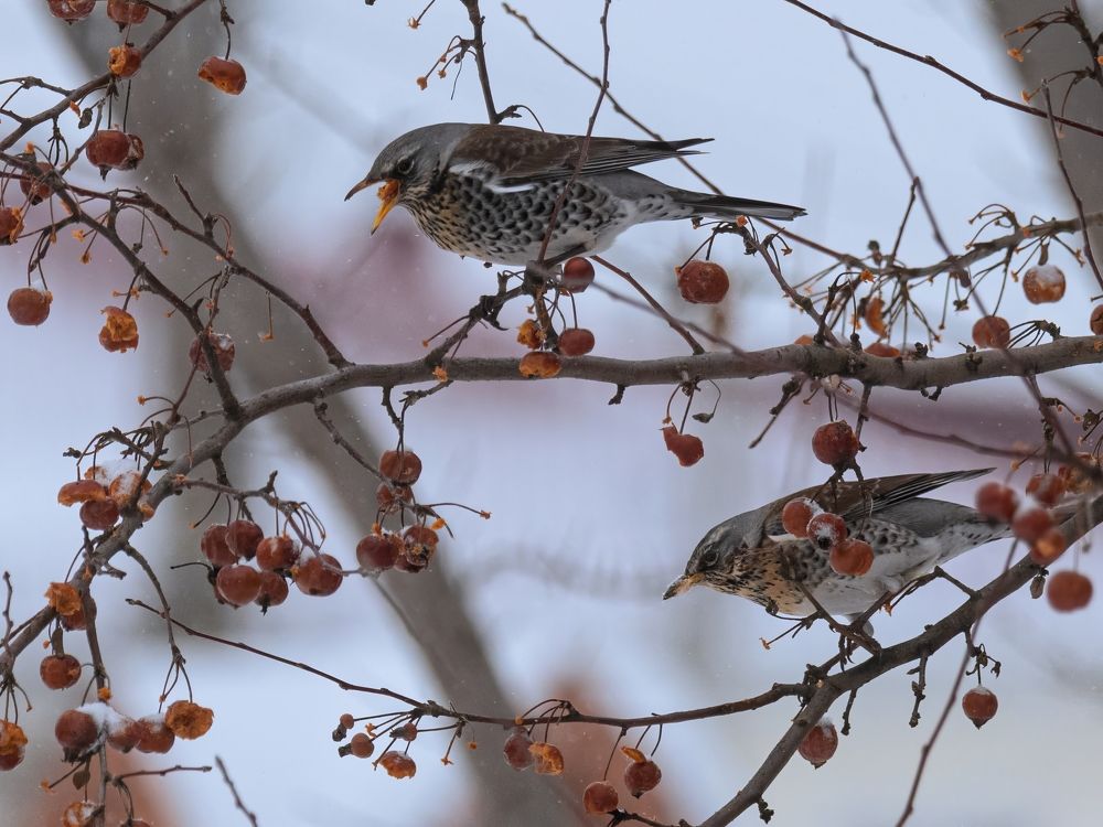 Photograph by Сергей Немцев