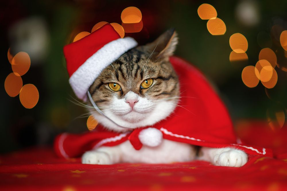 Photograph by Марина Фрейман