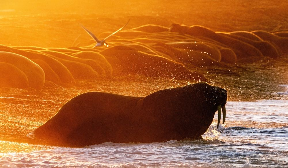 Фотография автора Дмитрий Дон