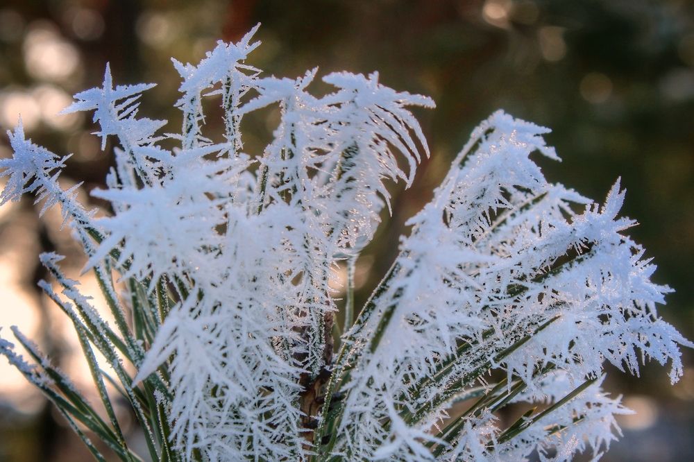 Морозная вышивка.