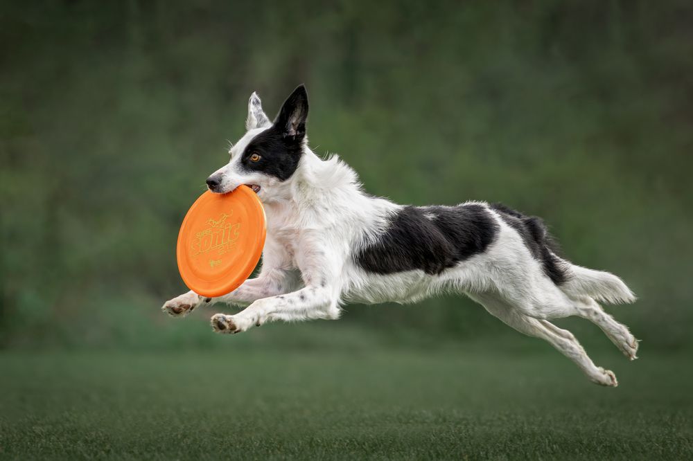 Фотография автора Krisztián Csalami