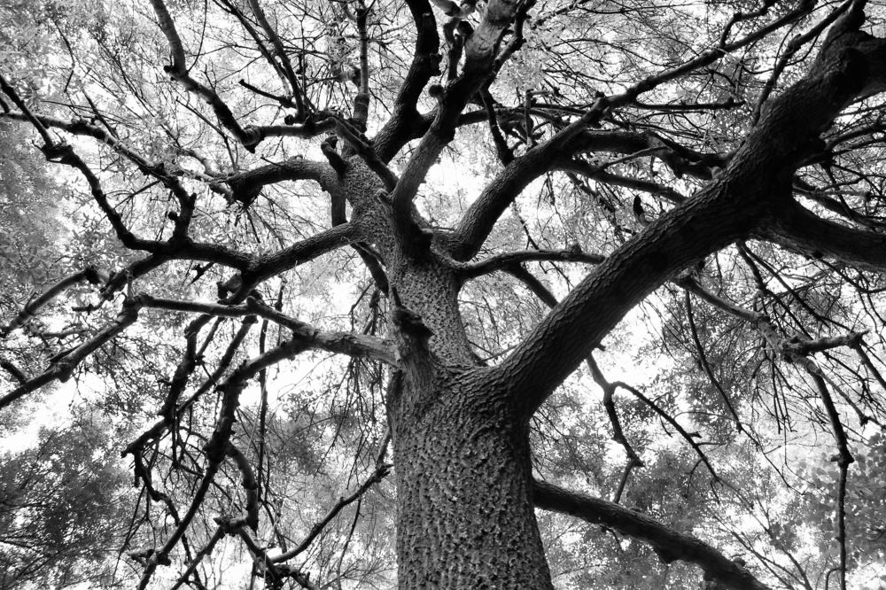 Photograph by Diana Karp