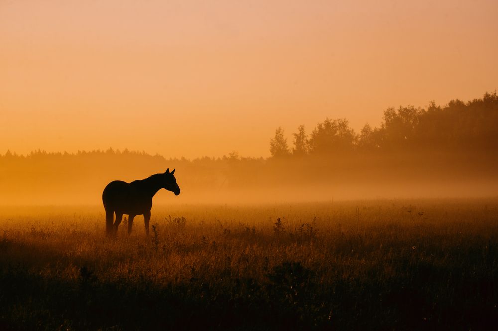 Photograph by Кристина Ксендзова