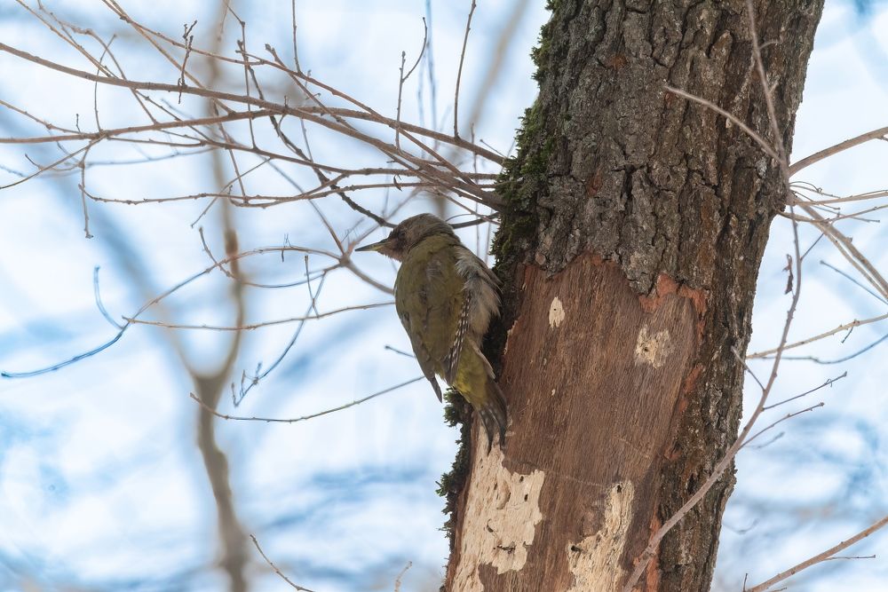 Желна и седой дятел