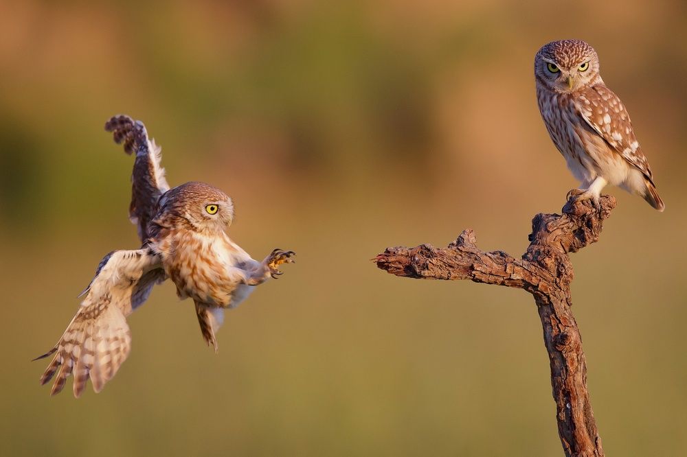 Фотография автора David Manusevich