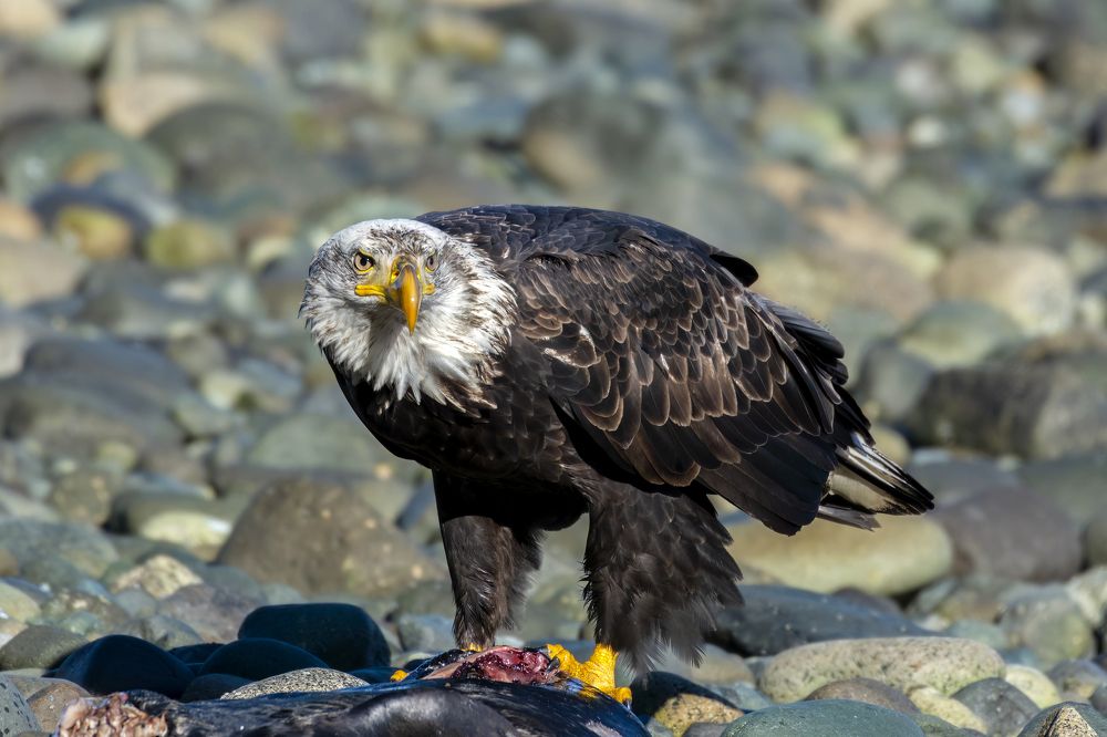 Photograph by Jordan Blackstone