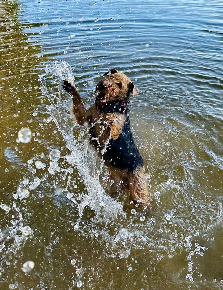 Dog in splashes of water
