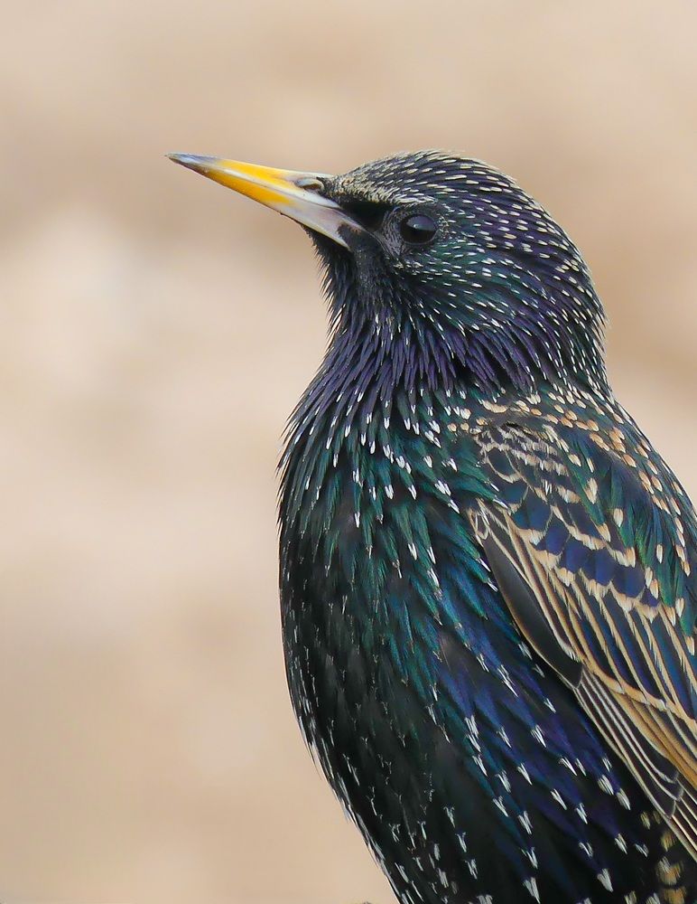 Photograph by Tarek messaoudi