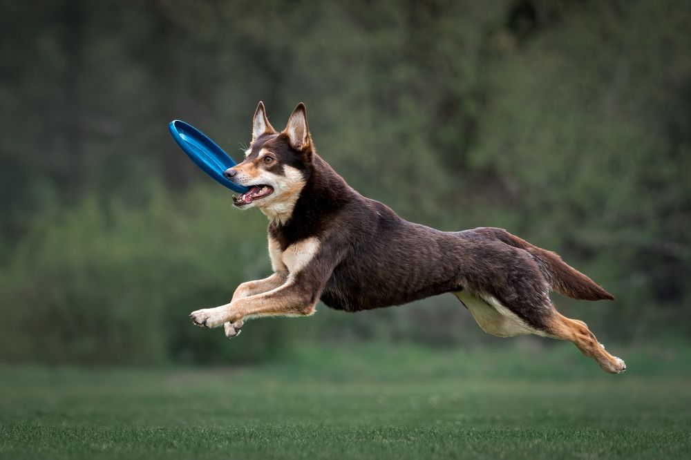 Фотография автора Krisztián Csalami