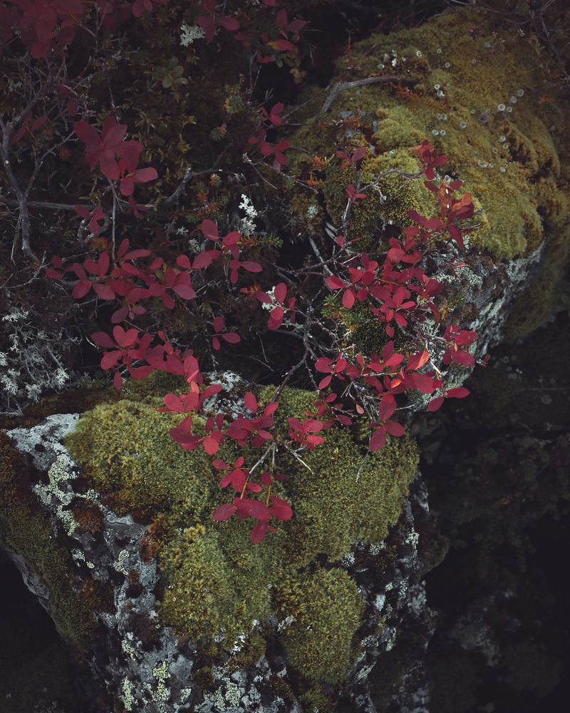 Камень в лесу