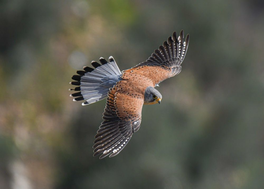 Photograph by Basem mosa