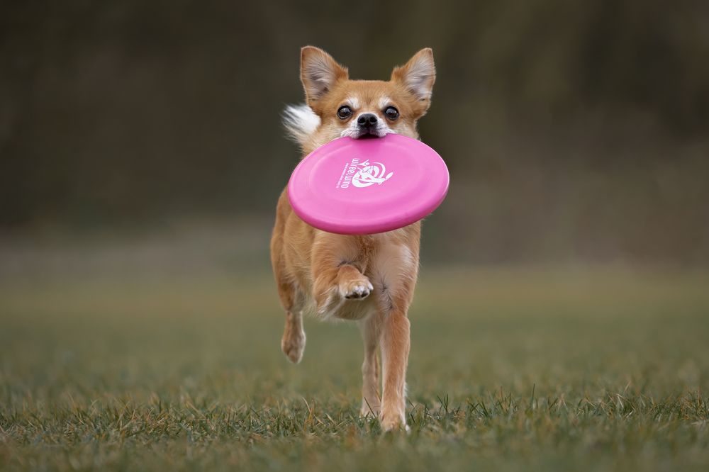 Фотография автора Krisztián Csalami