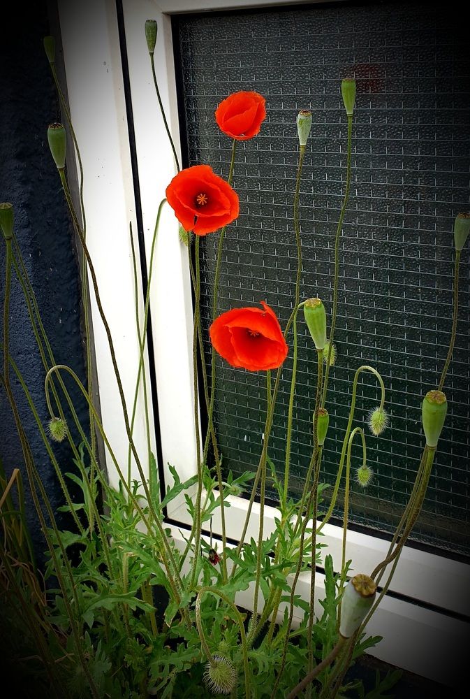 Маки посреди тротуара