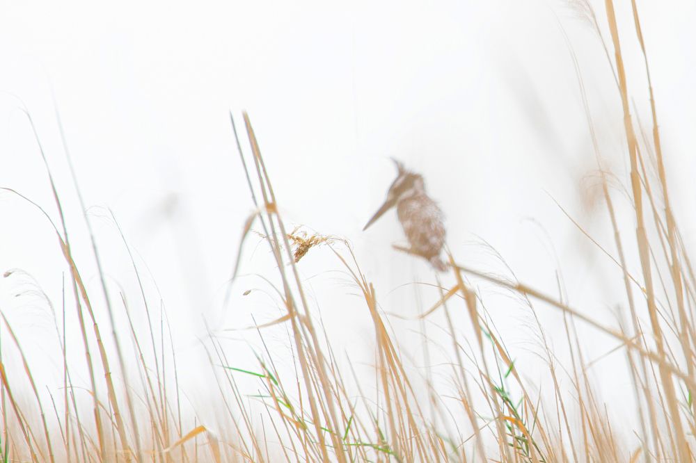 Photograph by Amin Maleki