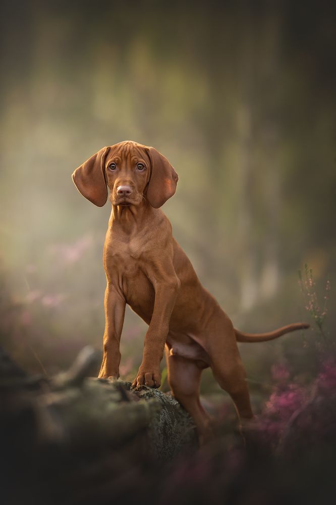 Photograph by Людмила Богуш