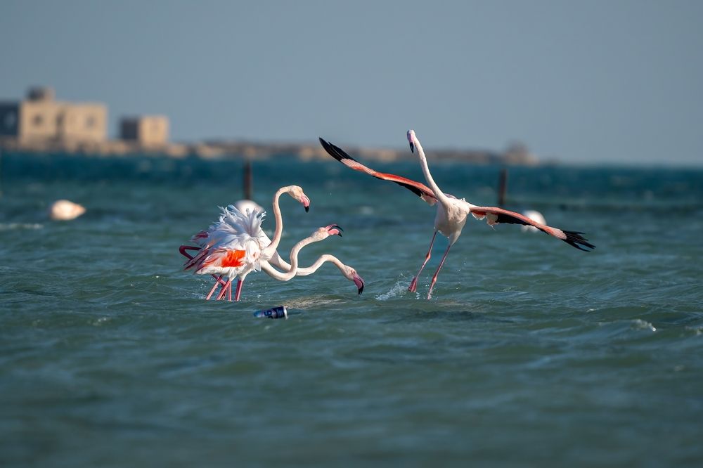 Photograph by krithiga mohan