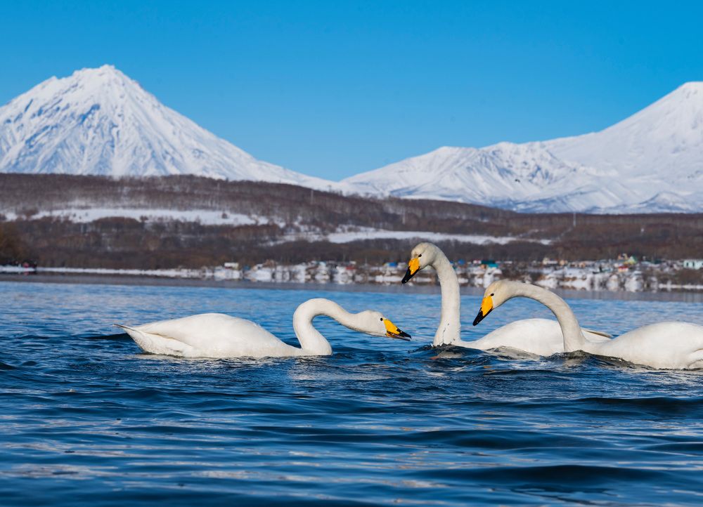 Лебеди-кликуны
