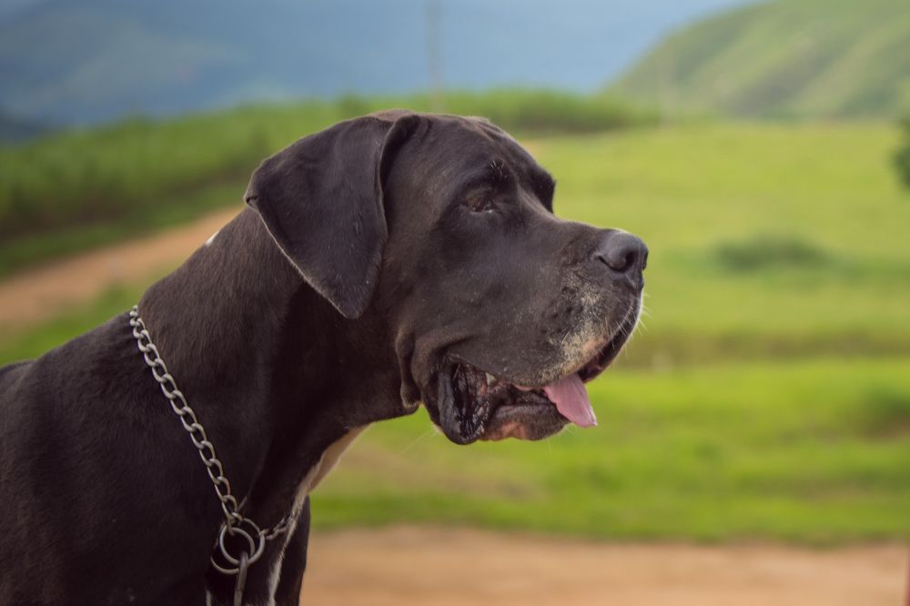 Photograph by Valmir Fernando da Silva