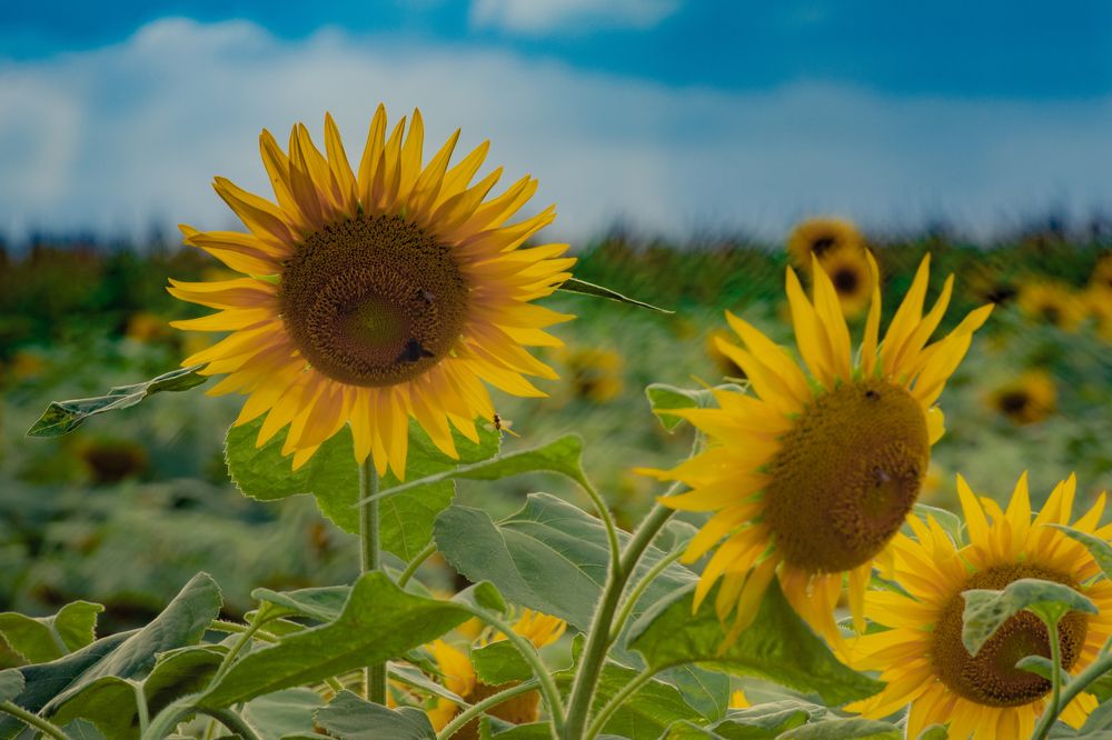 Photograph by Valmir Fernando da Silva