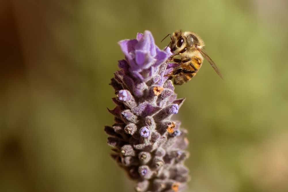 The arduous yet sweet labor of a bee.