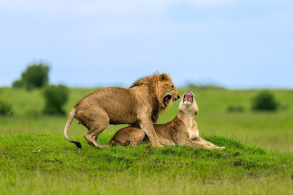 Photograph by Hari Kumar