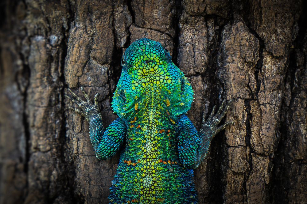 Photograph by Hari Kumar