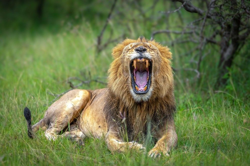 Photograph by Hari Kumar