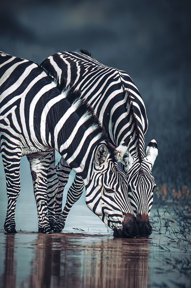 Photograph by Hari Kumar