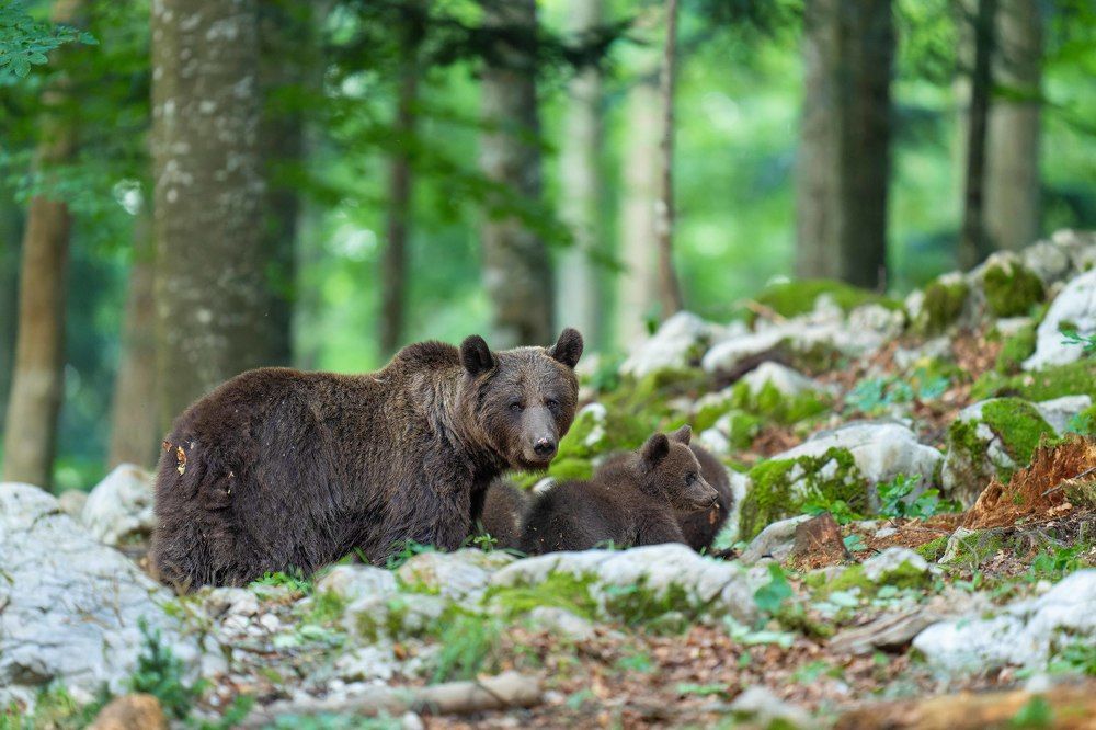 Photograph by Hari Kumar