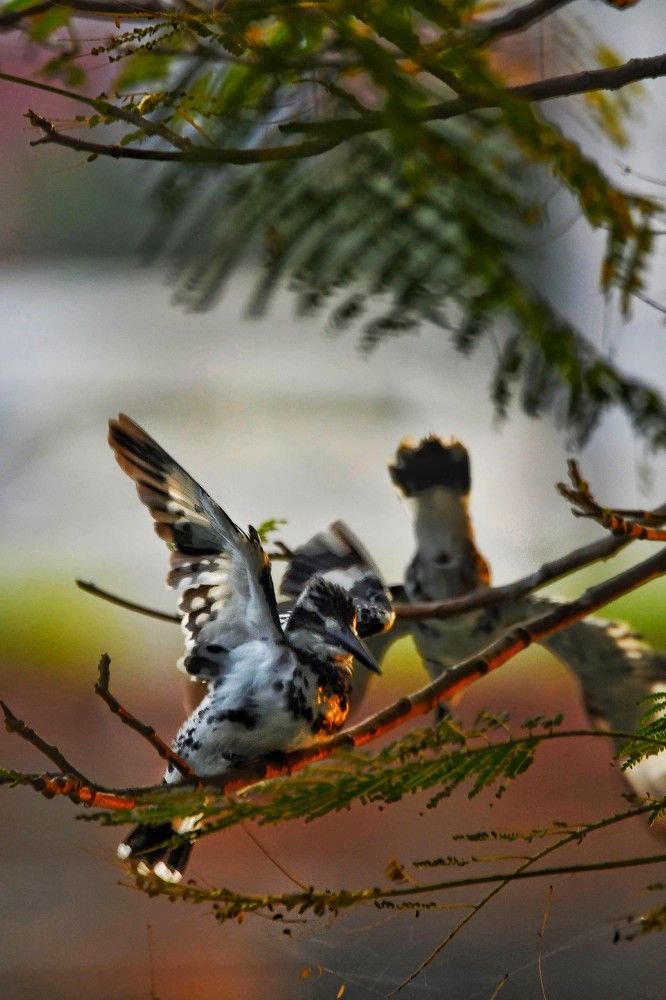 Photograph by Pranav Anil