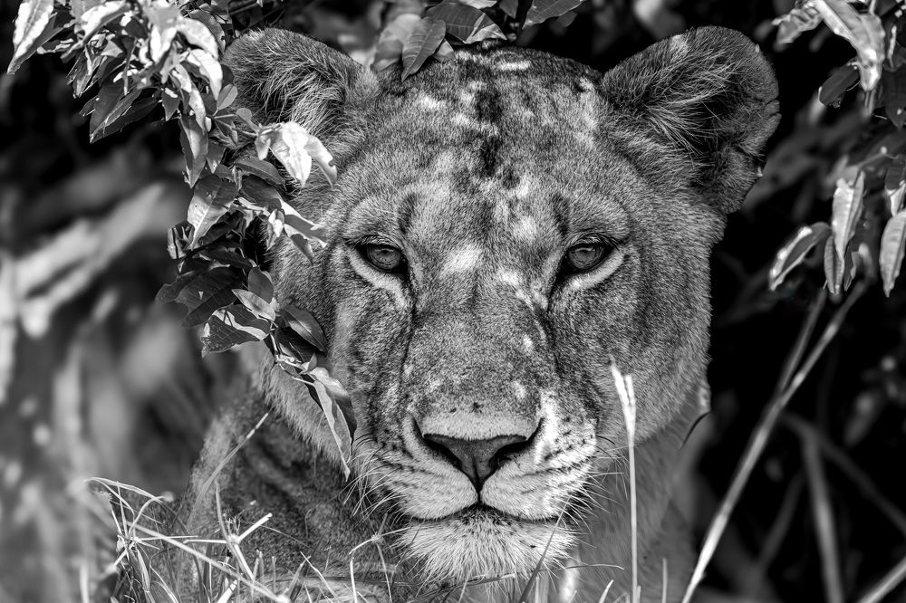 Photograph by Hari Kumar