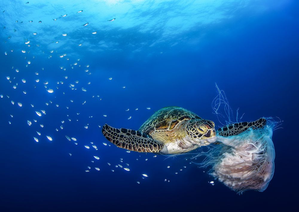 Фотография автора Paula Vianna