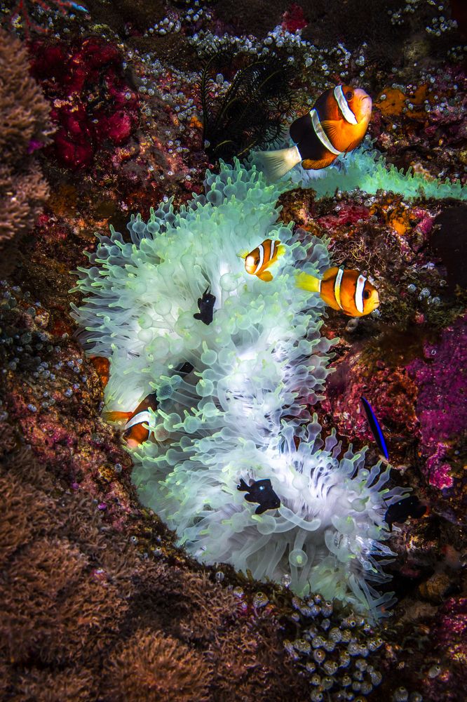 Фотография автора Paula Vianna