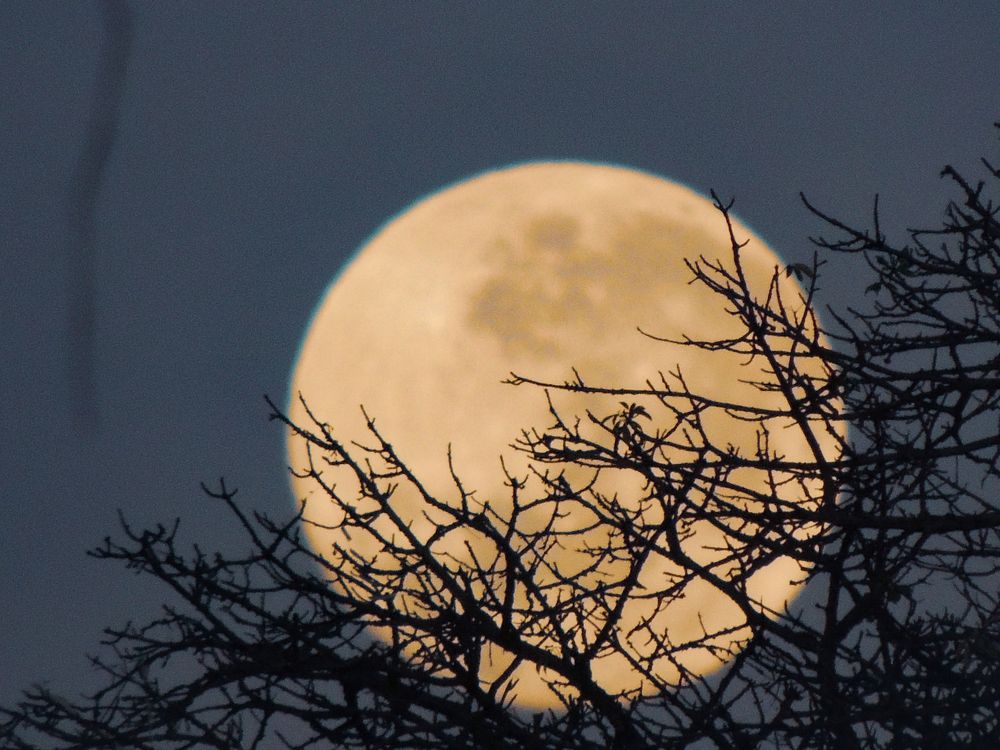 Full moon in its nest.