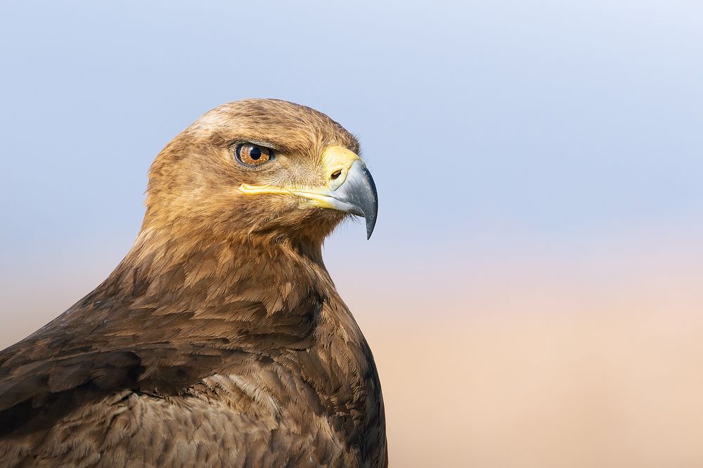 Photograph by Amin Maleki