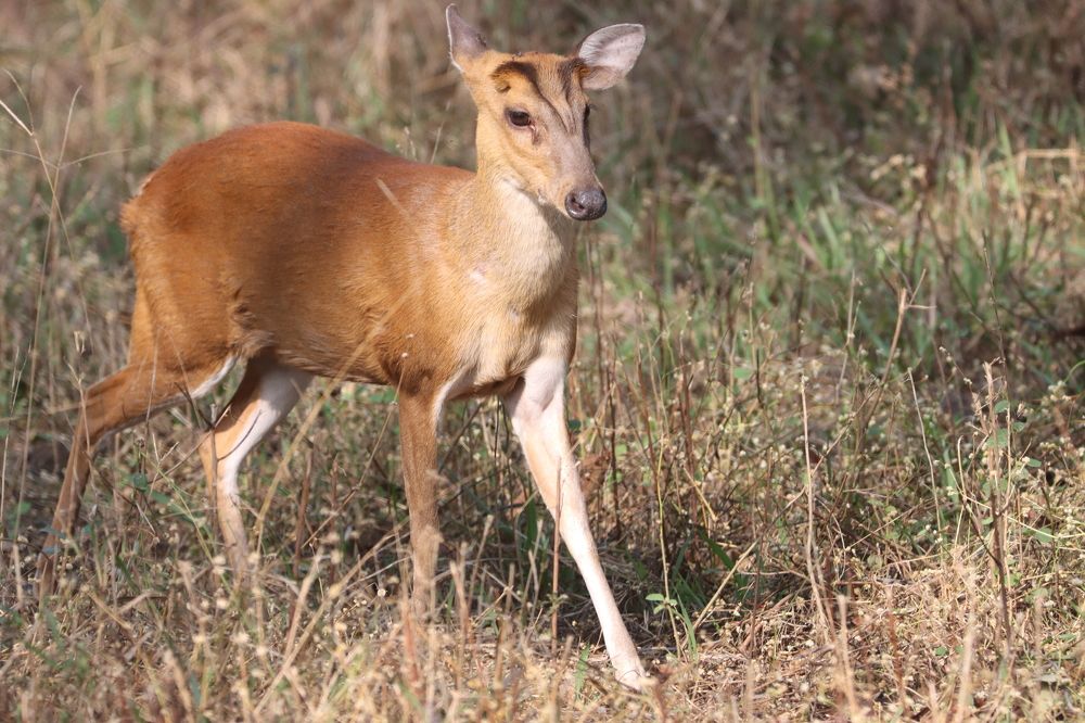Muntjac