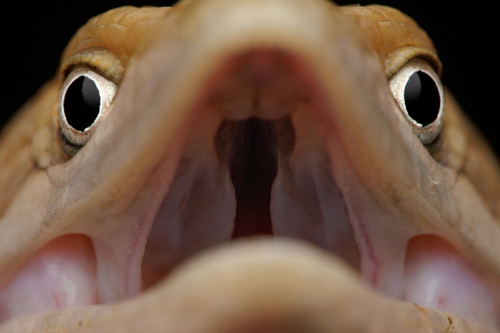 Photograph by Omar Carax