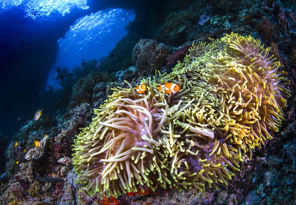 Фотография автора Paula Vianna