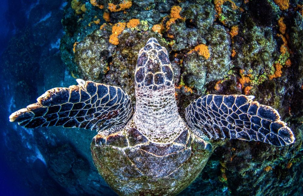 Фотография автора Paula Vianna