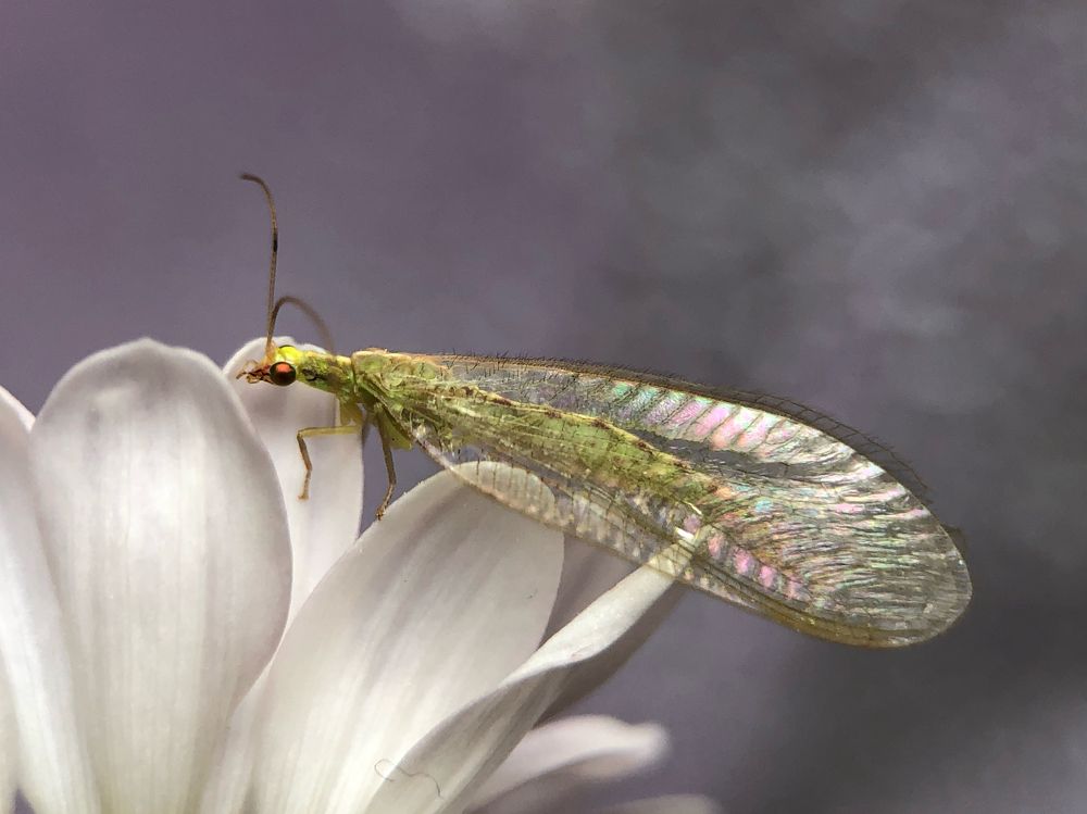 Златоглазка на хризантеме