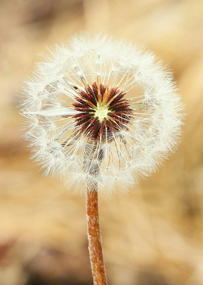Photograph by shankar bhujel
