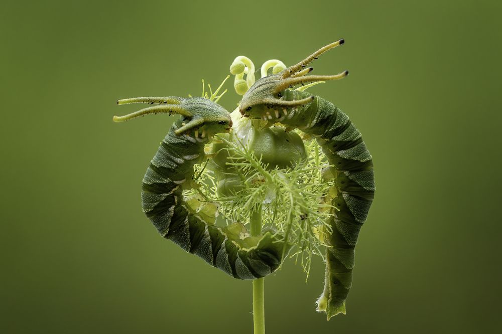 Photograph by Dzulfikri Dzulfikri
