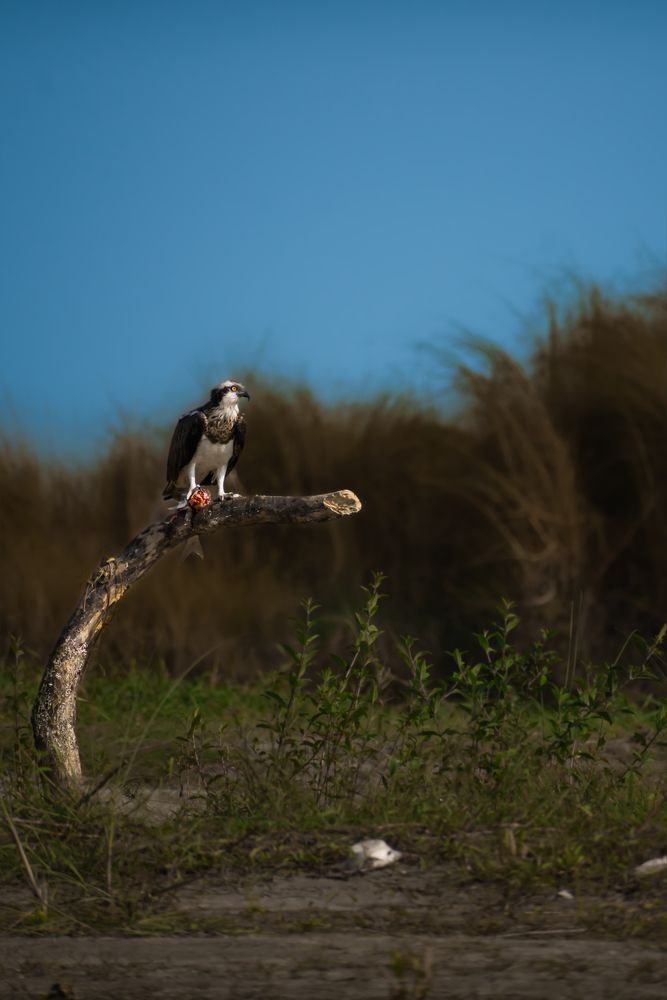 Photograph by ARNAB RAY